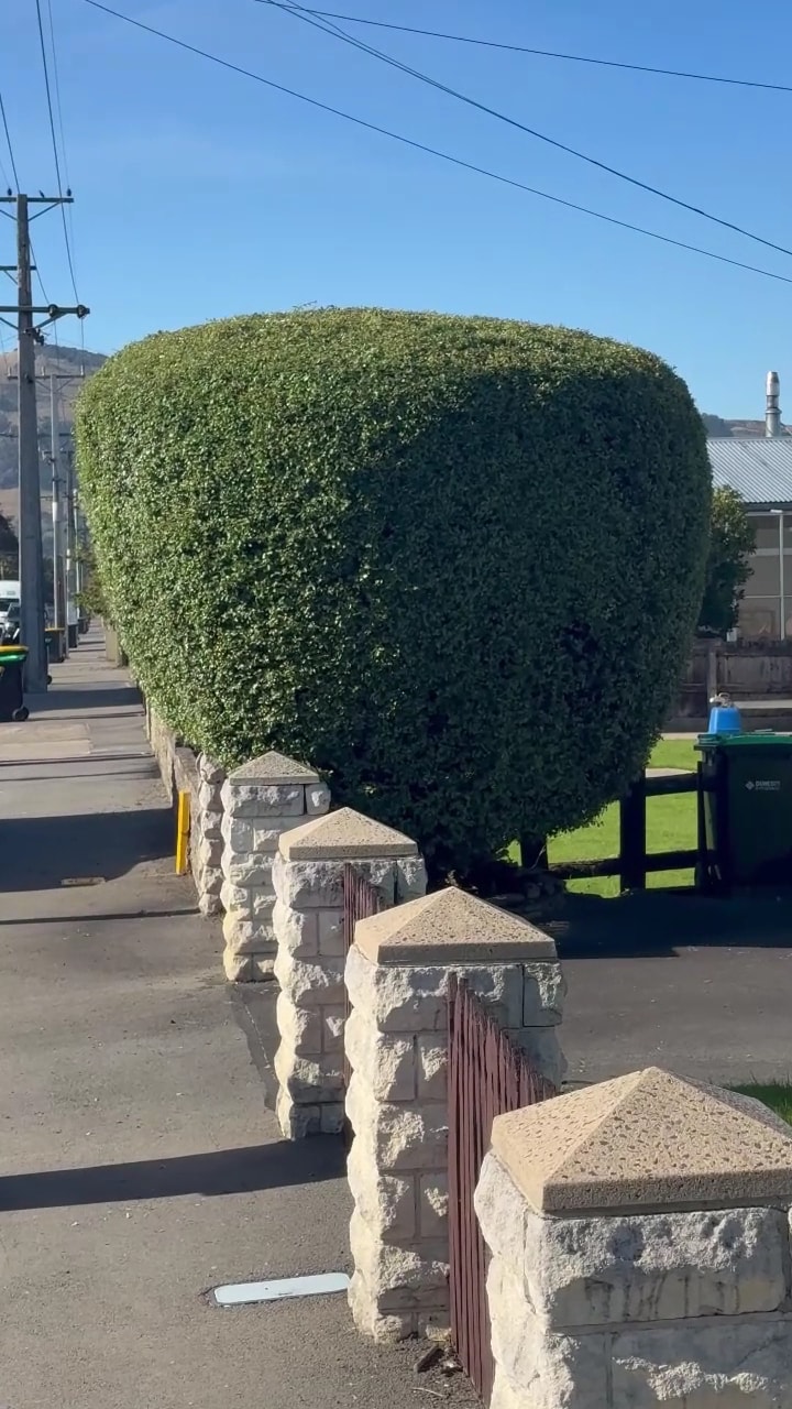 FORUDUNEDIN Lawn Mowing & Gardening — Gardening Services in Dunedin