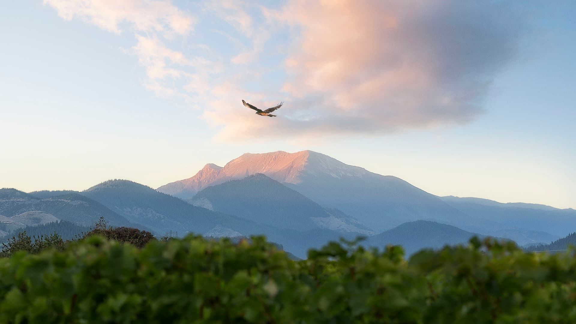 Te Mania Wines — Food & Beverage in Hope