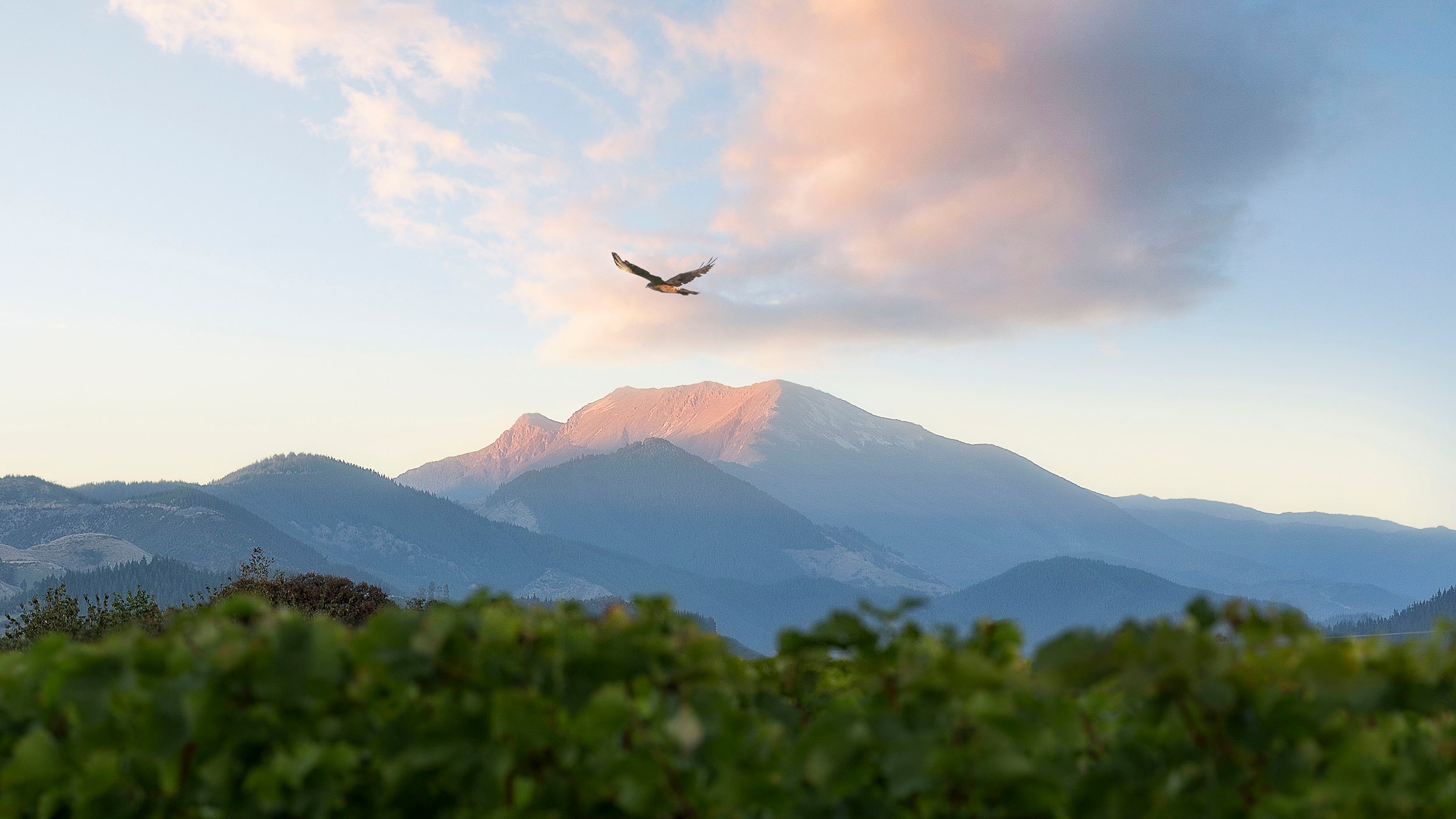 Te Mania Wines — Food & Beverage in Hope