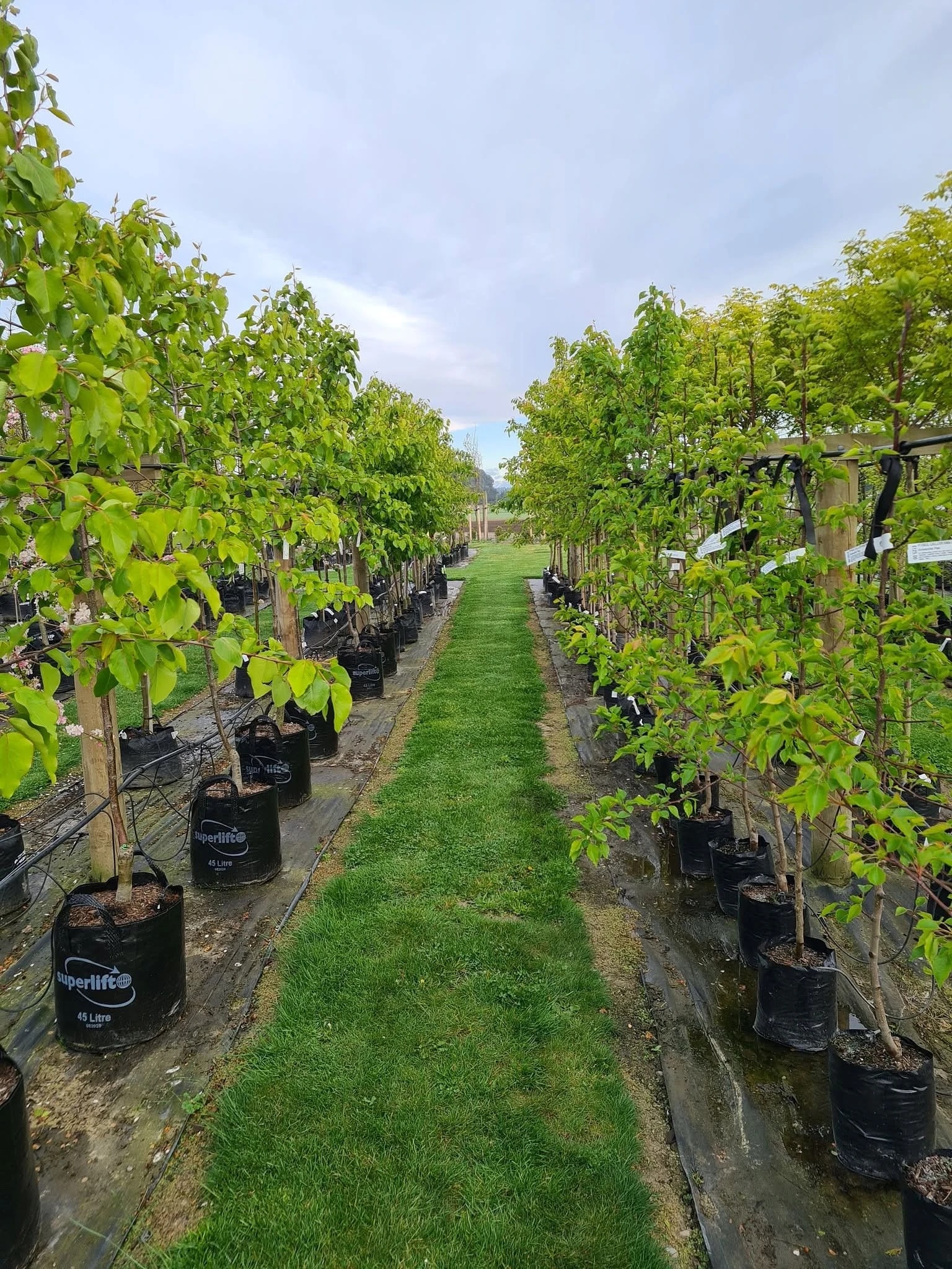 Allwood Trees Limited — Garden Centres in Prebbleton