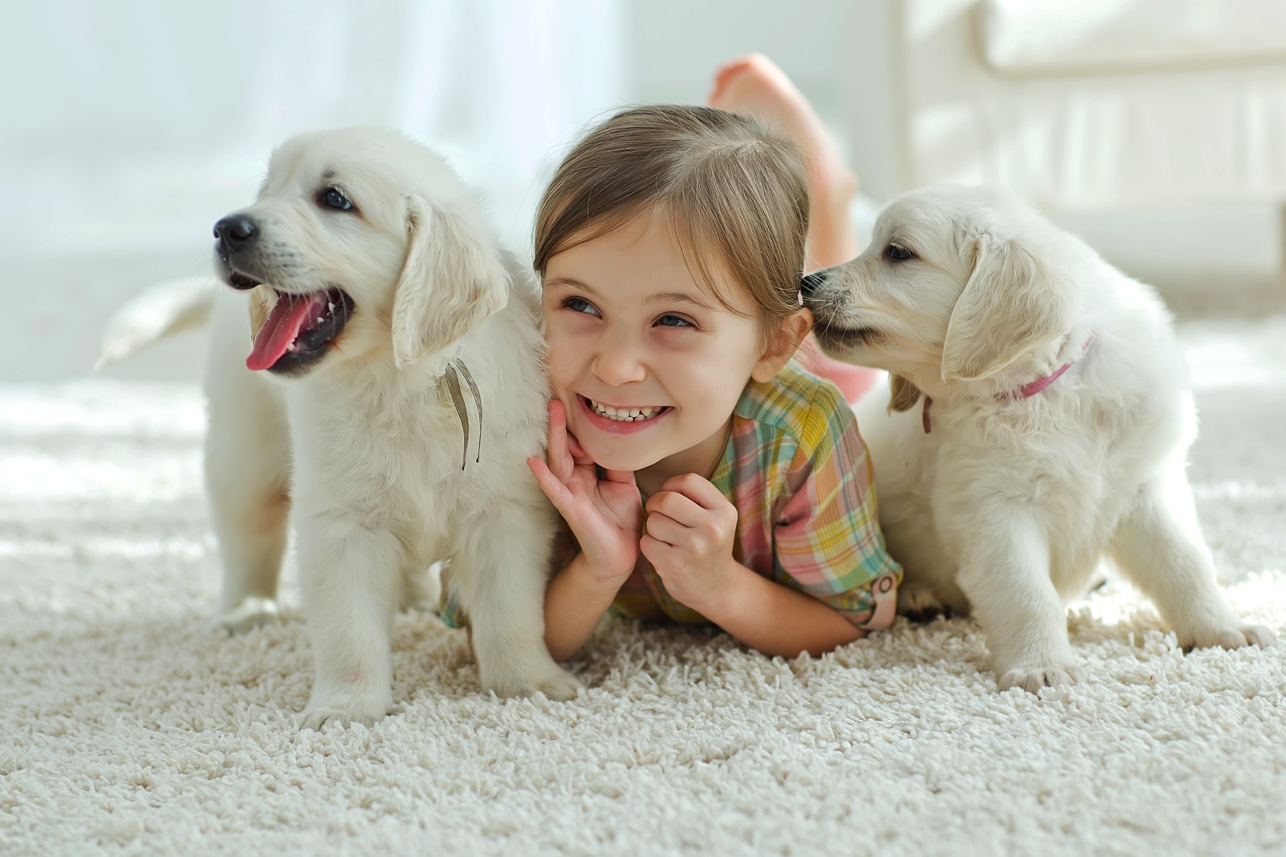 Advanced Carpets & Restoration — Pest Control Services in Queenstown