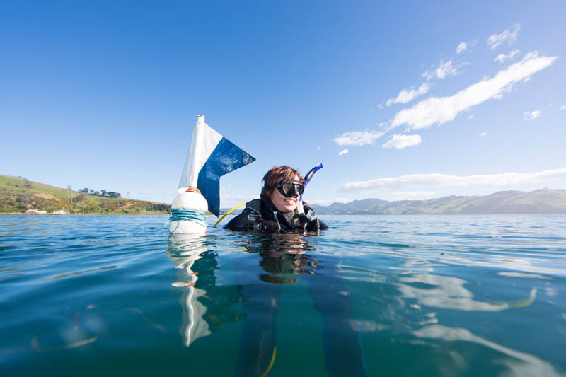 Dive Otago Ltd — Travel & Tourism in Dunedin