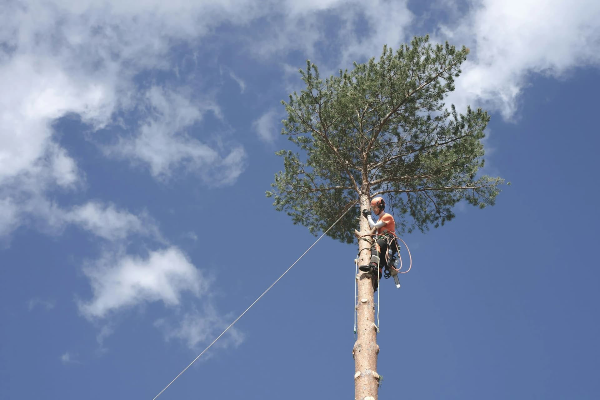 Crown Arborist Dunedin — Arborists in Dunedin