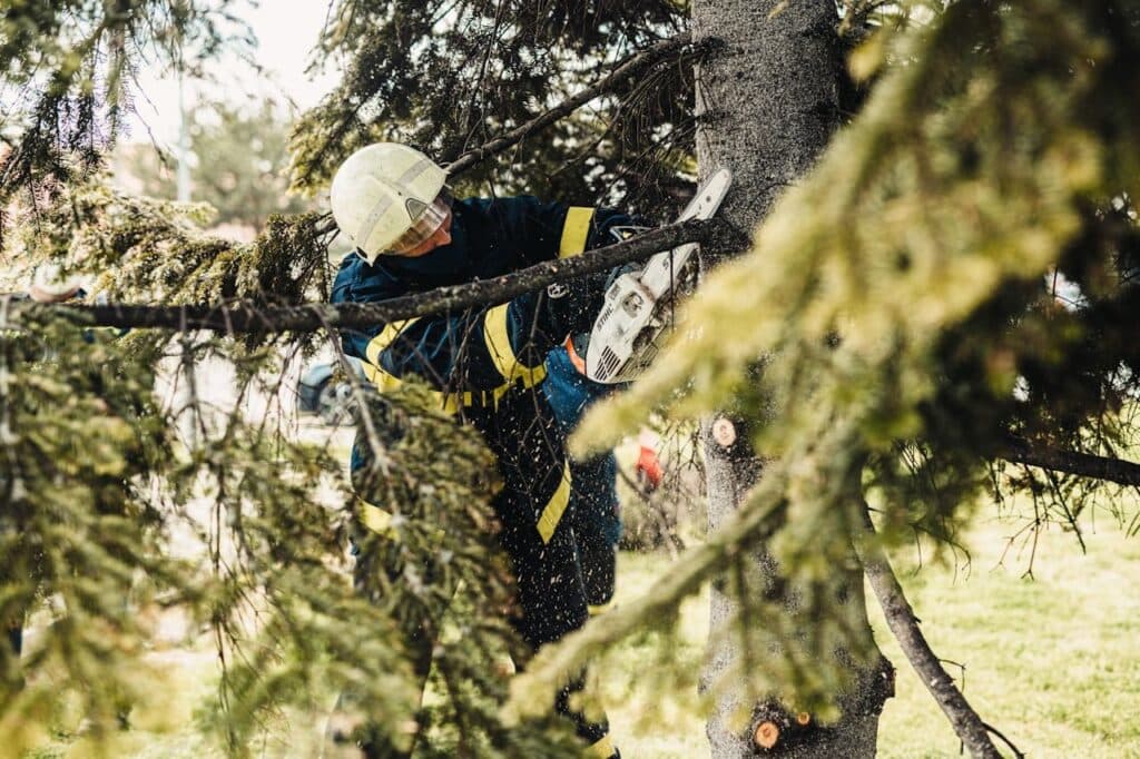 Crown Arborist Dunedin — Arborists in Dunedin