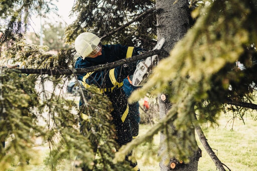 Crown Arborist Dunedin — Arborists in Dunedin