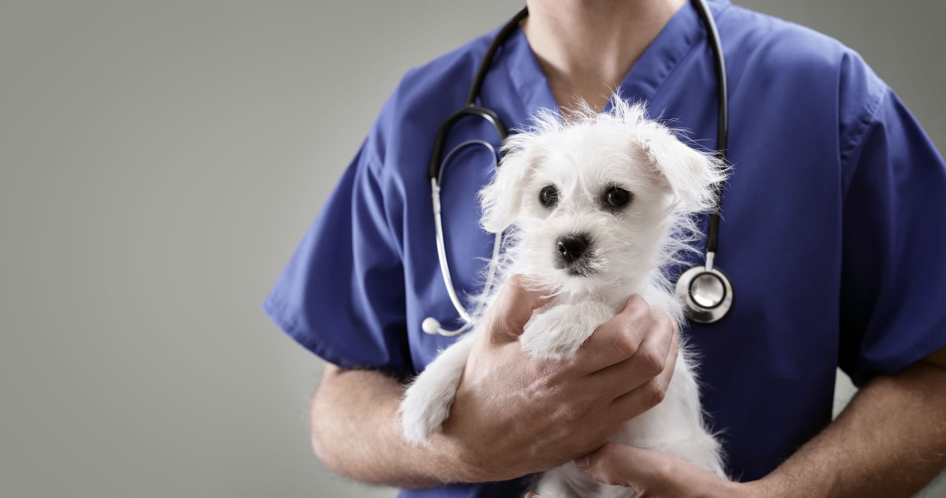 Aldwins Road Vet Clinic — Vets in Christchurch