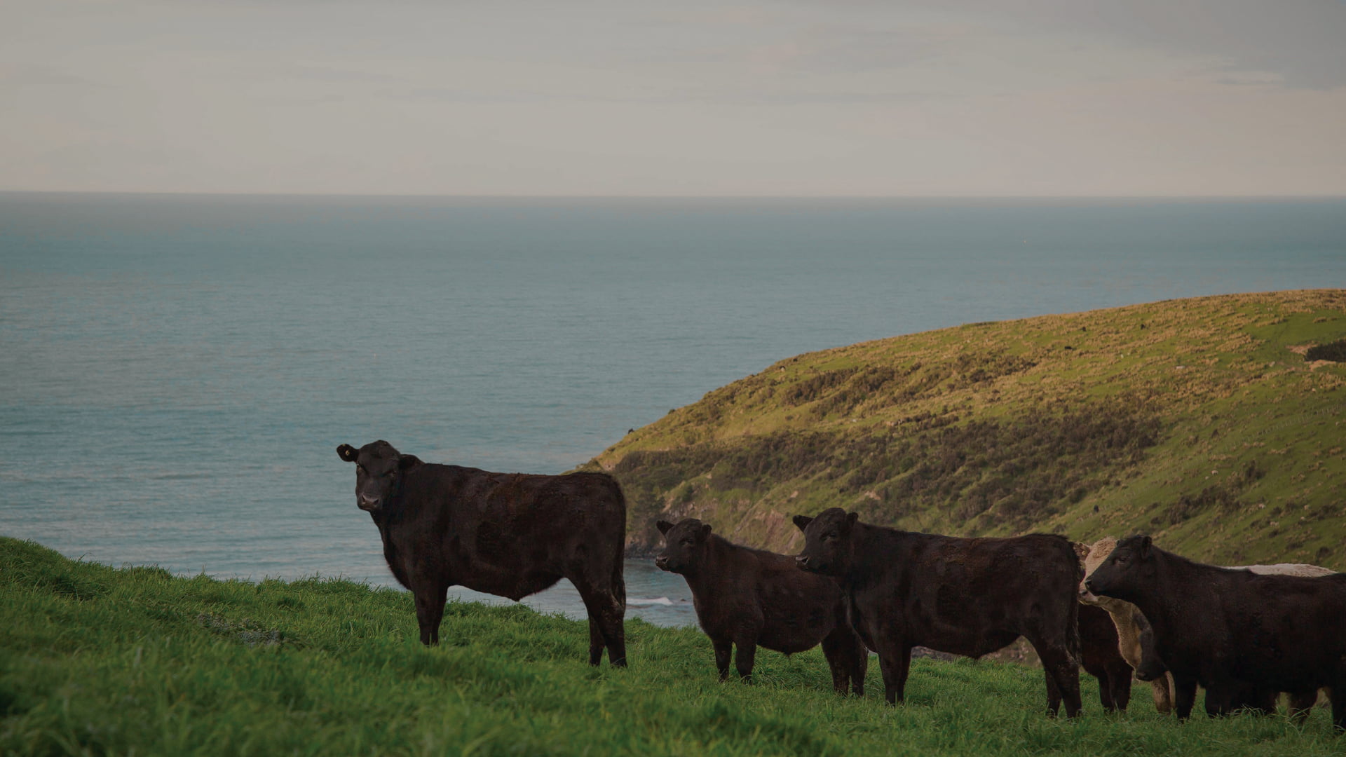 Alliance Group Ltd — Agricultural Services in Invercargill