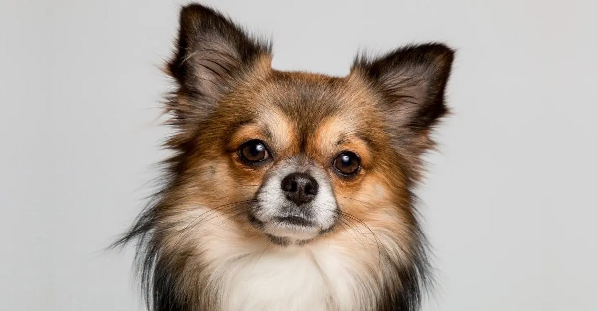 A Pet Dog Grooming & Spa — Dog Groomers in Auckland