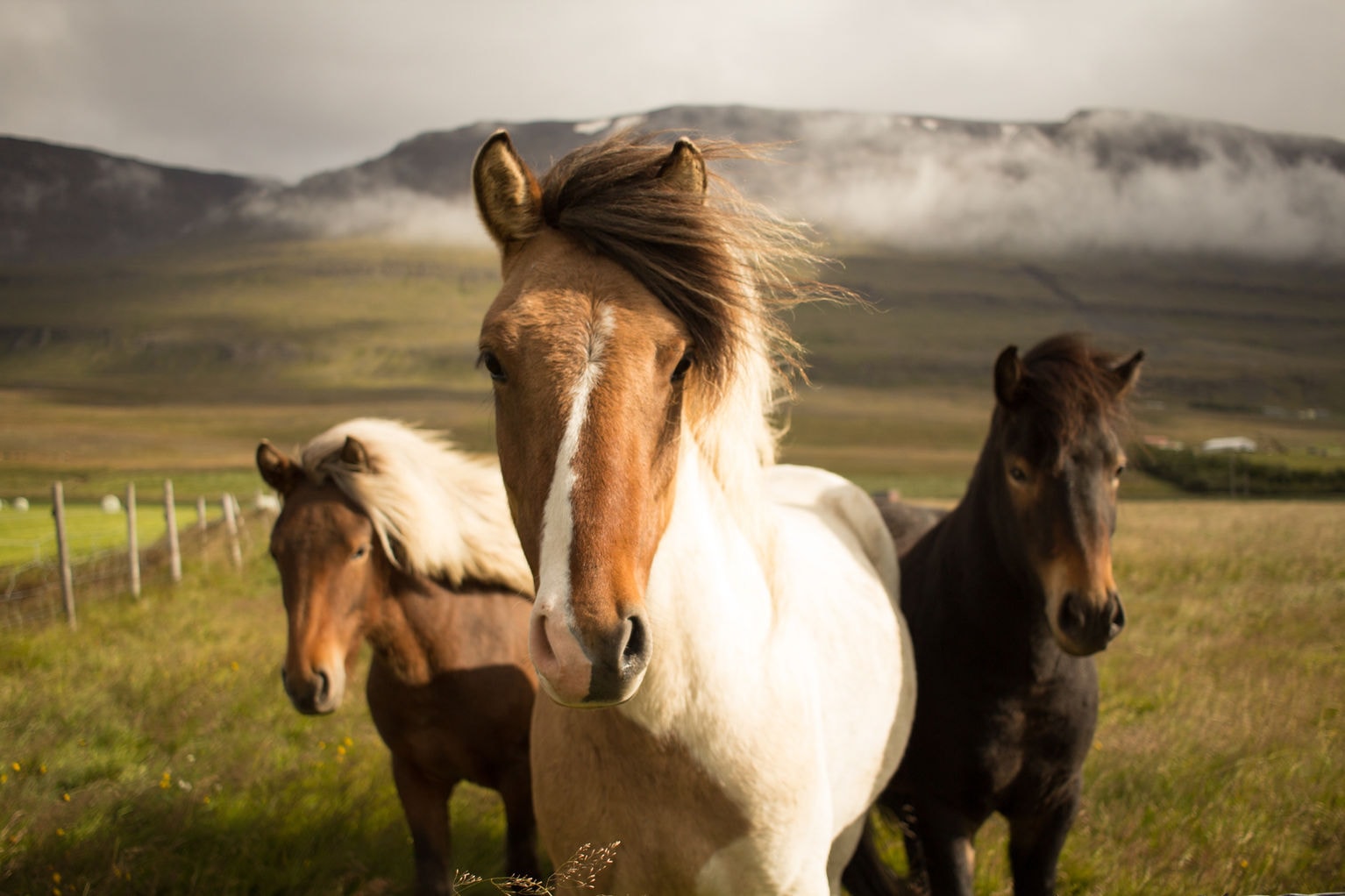 Bay of Plenty Equine Vets — Vets in Whakamārama