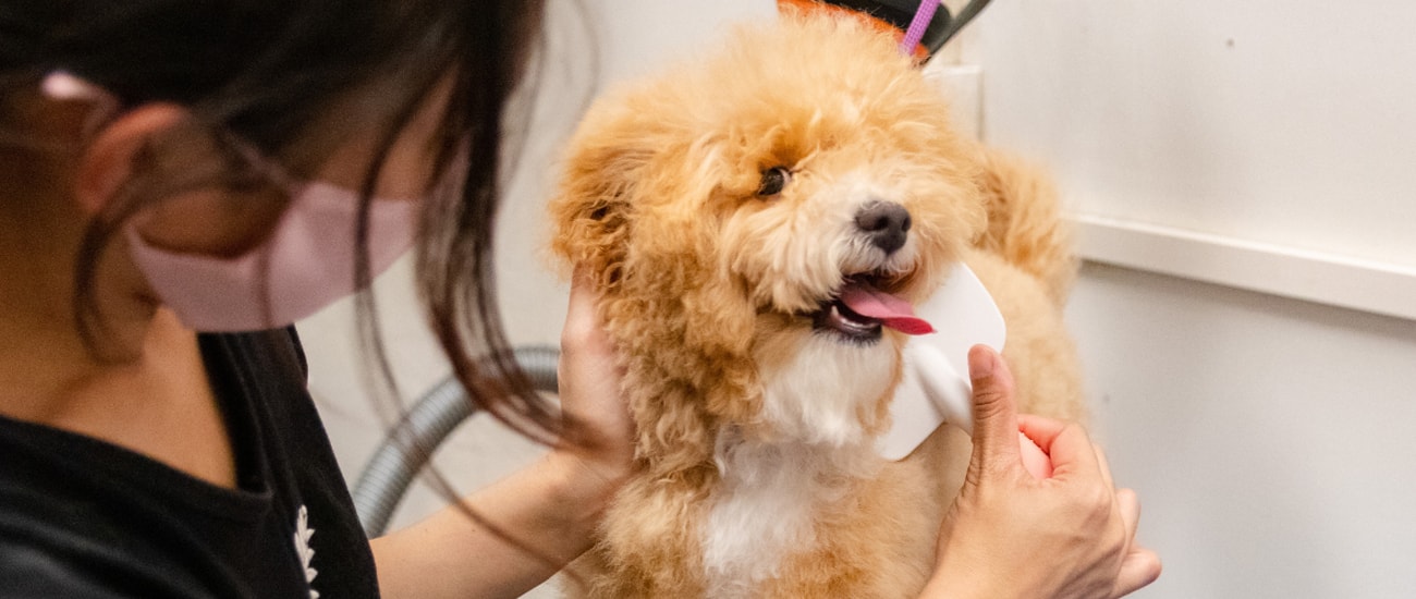 DoGroom — Dog Groomers in Auckland