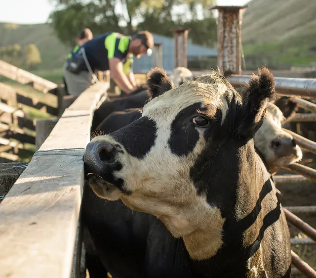 East Coast Farm Vets — Vets in Gisborne