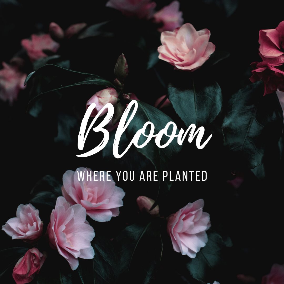 Accent on Beauty — Beauty Salons in Auckland