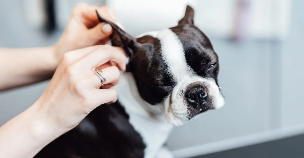 WAG the Dog — Dog Groomers in Hamilton
