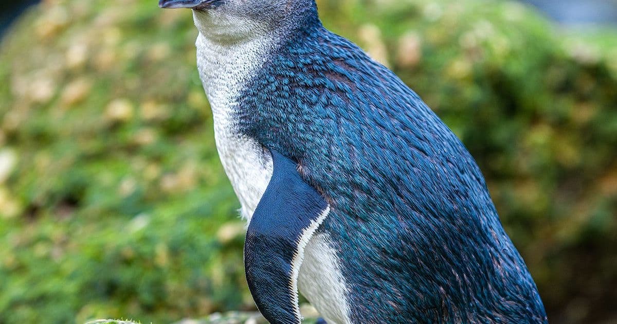 Blue Penguin Colony — Sport & Recreation in Ōamaru