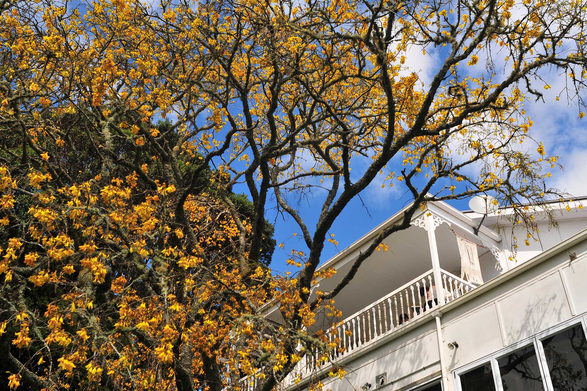 Kōwhai Coast Property Management — Property Managers in Warkworth