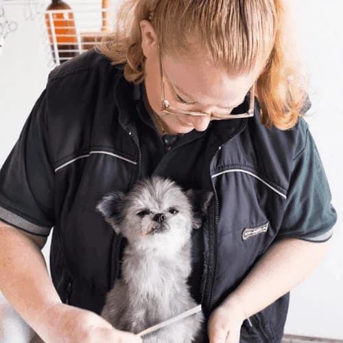 Palmy Pets