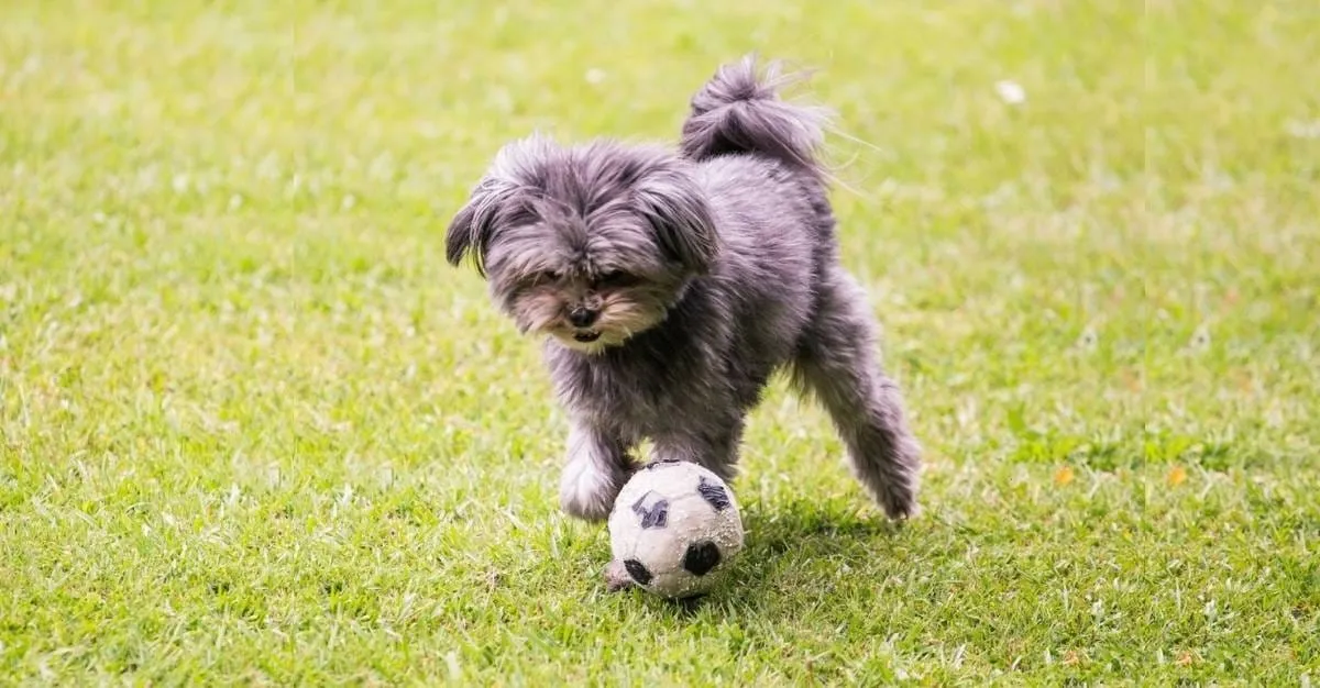 Palmy Pets — Dog Groomers in Palmerston North