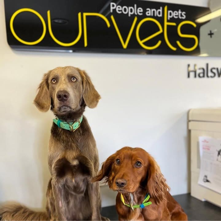Ourvets Halswell