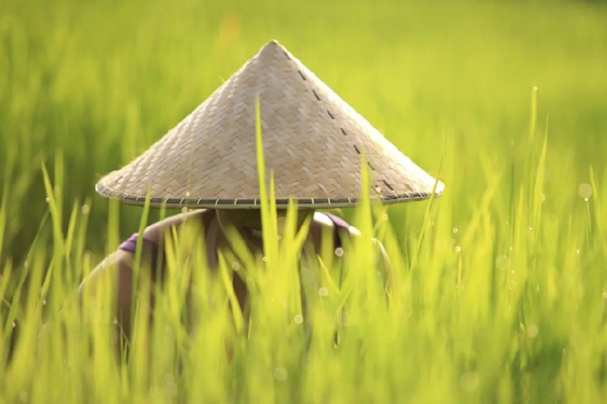 Thai Land — Restaurants in Dunedin