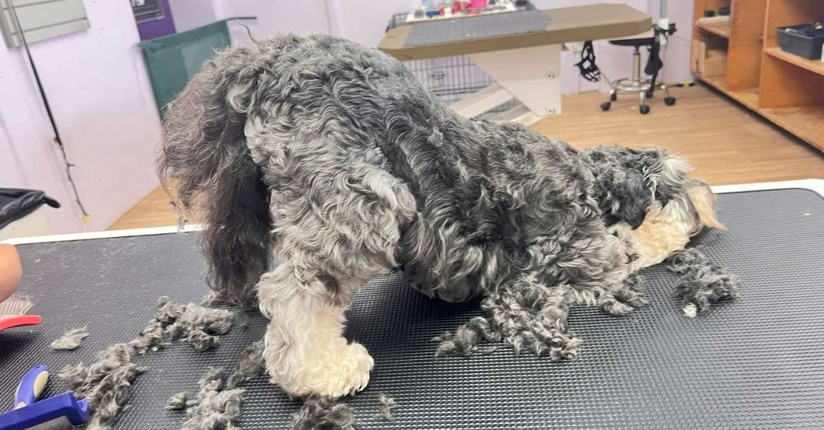 Pets by Design — Dog Groomers in Bay of Plenty