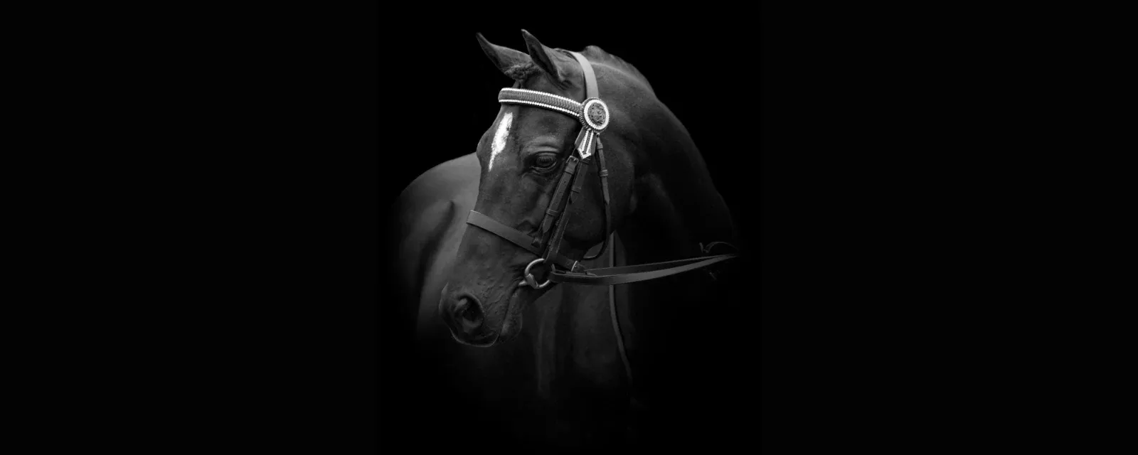 Fiona Montgomery Photography — Photographers in Invercargill
