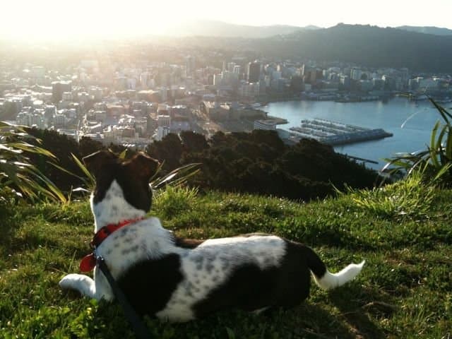 Central Vet Hospital — Vets in Wellington