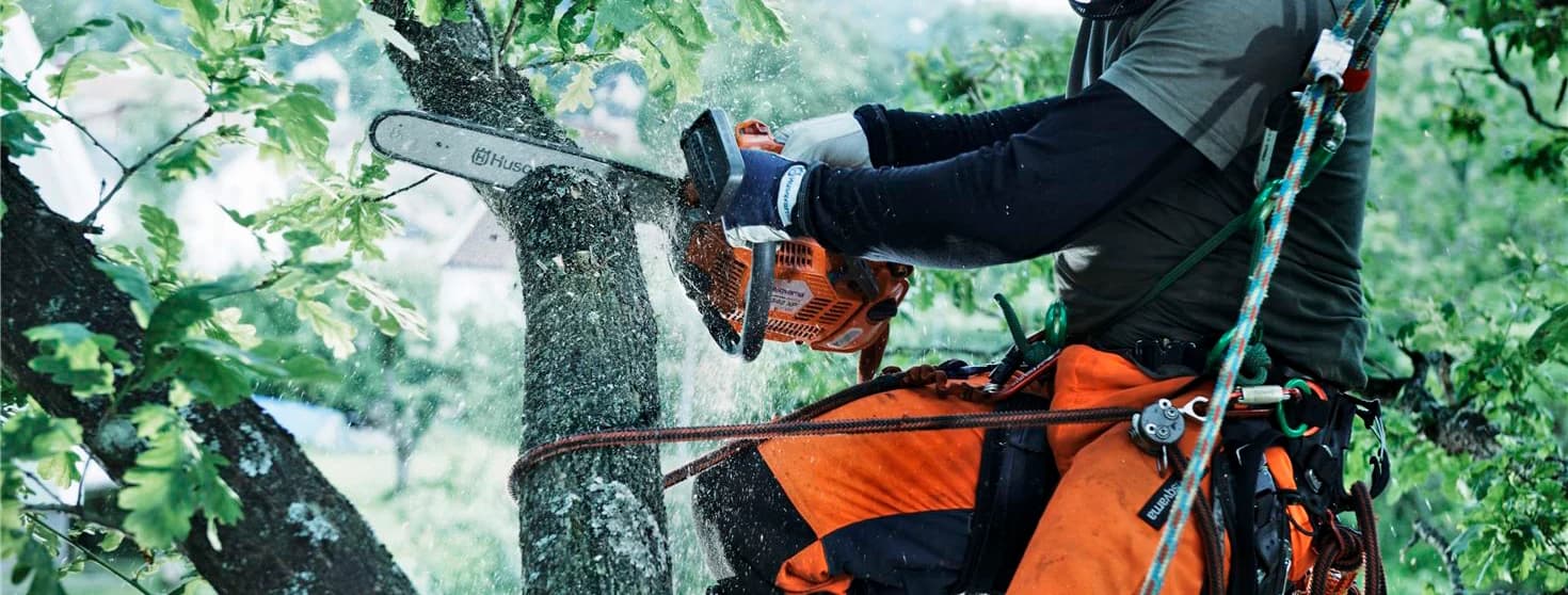 Mega Trees Ltd — Arborists in Auckland