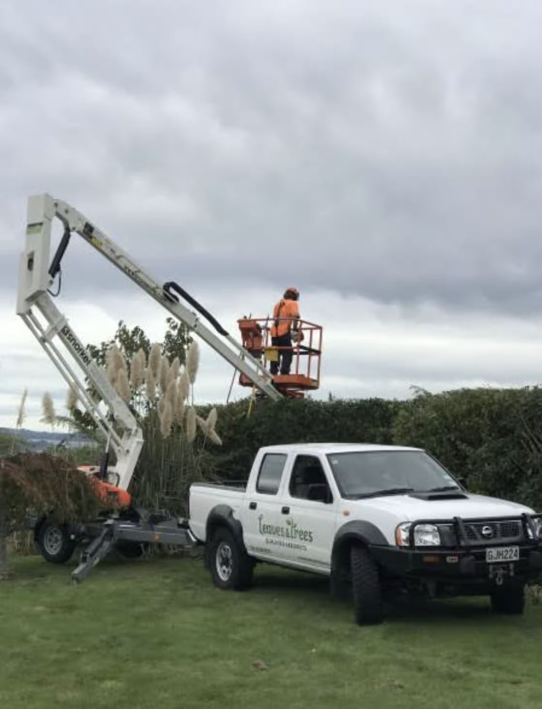Leaves and Trees Ltd — Arborists in Wellington