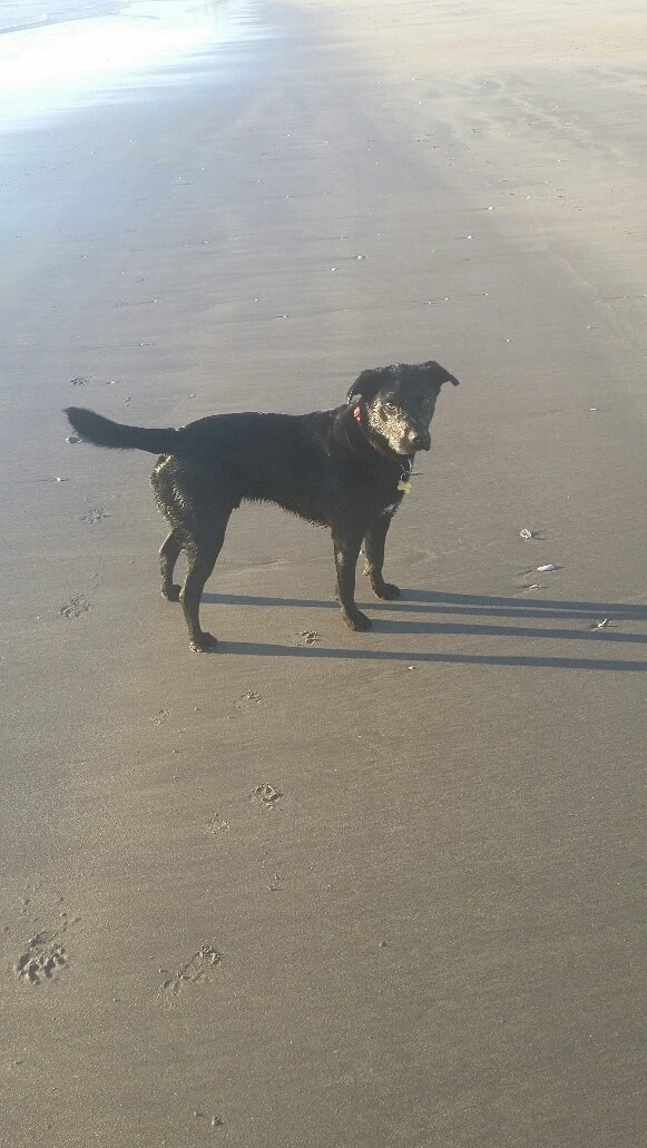 Dogs Are Us Training — Pet Care Services in Mount Maunganui