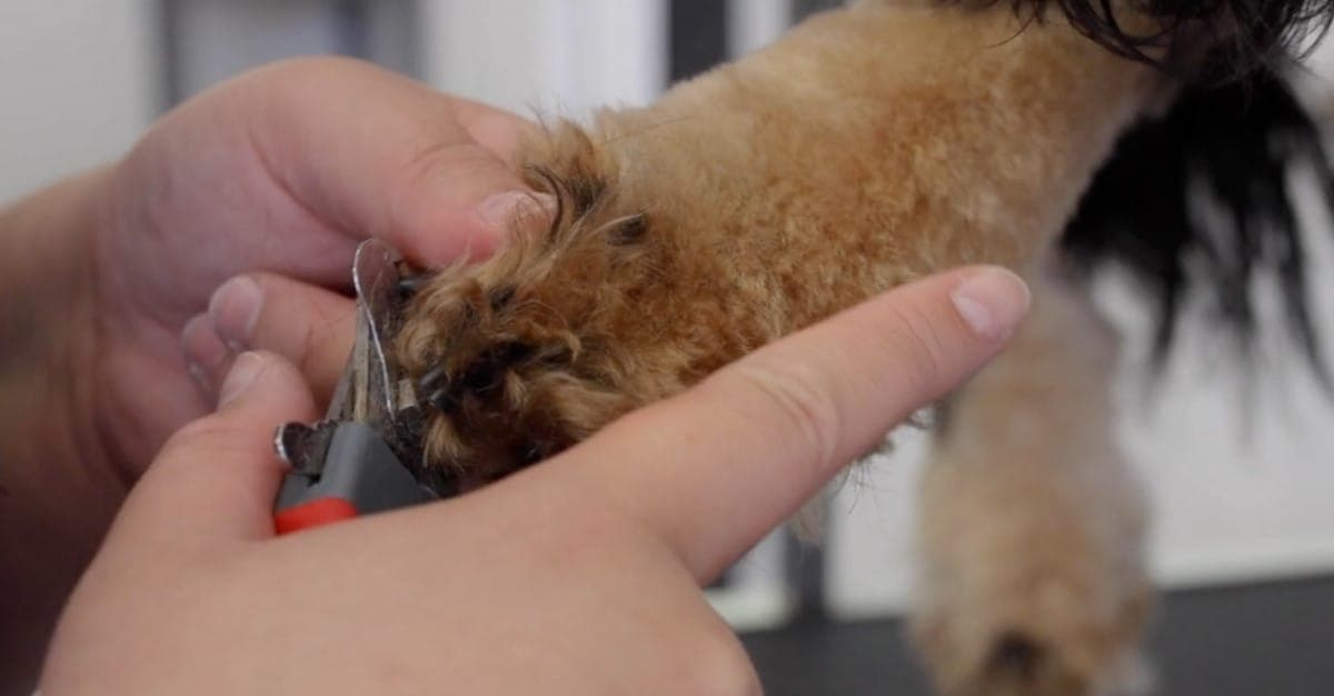 Wet Nose Dog Grooming