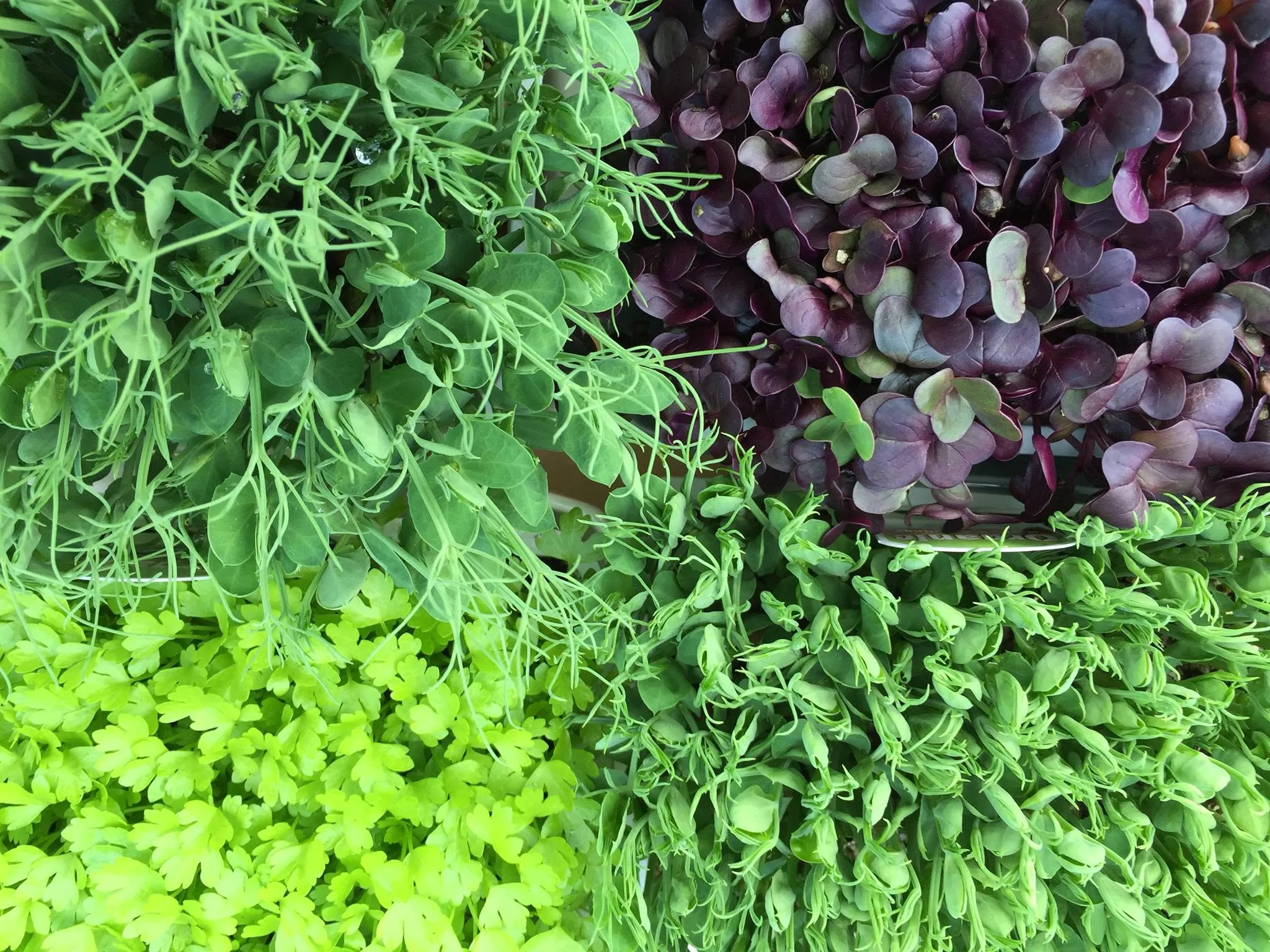 Organic Herbs and Seedlings — Garden Centres in Warkworth