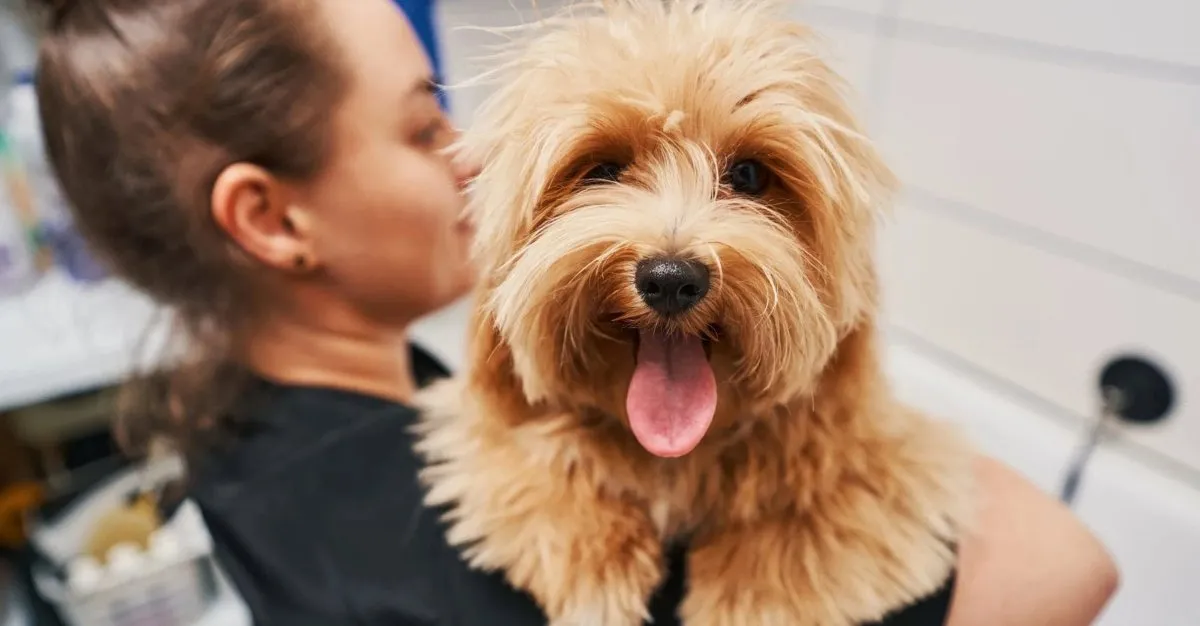 The Pet Spa — Dog Groomers in Mount Roskill