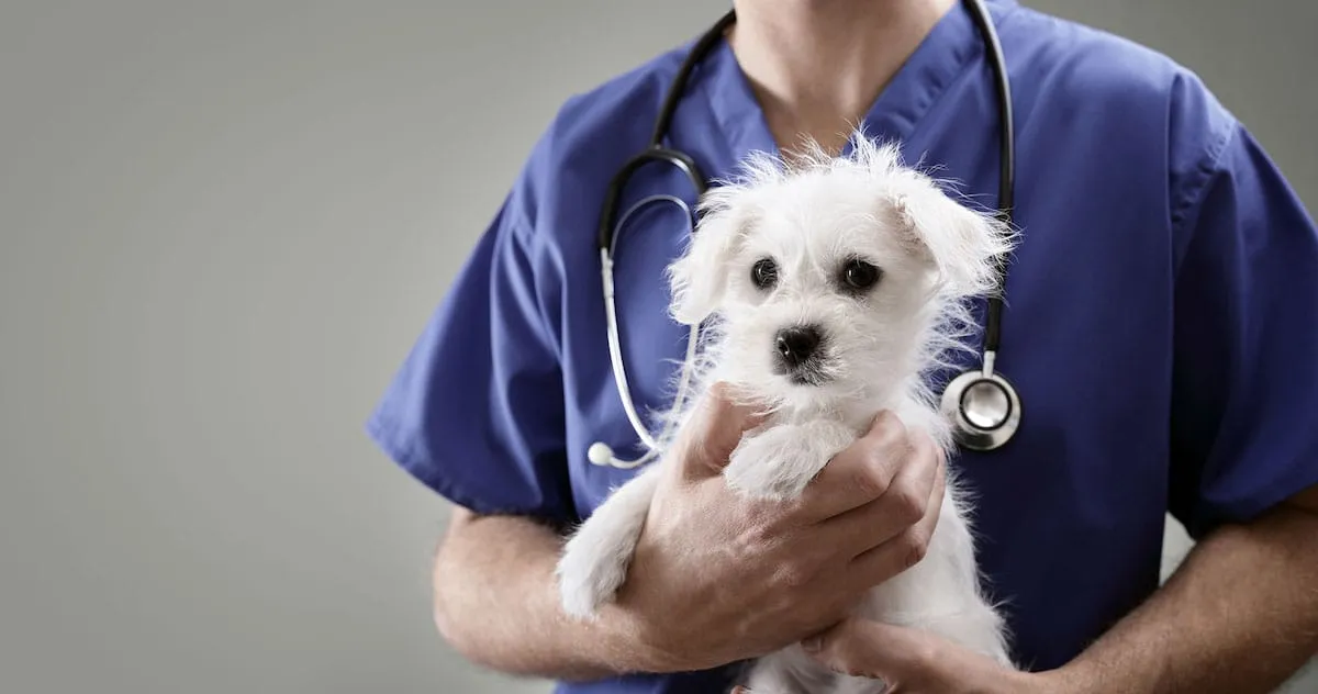Forrest Hill Veterinary Clinic & Hospital — Vets in Forrest Hill