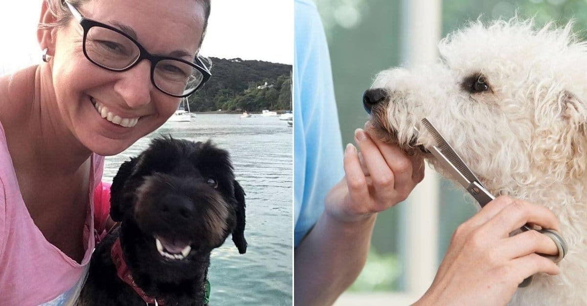 Fur Baby Grooming Paihia