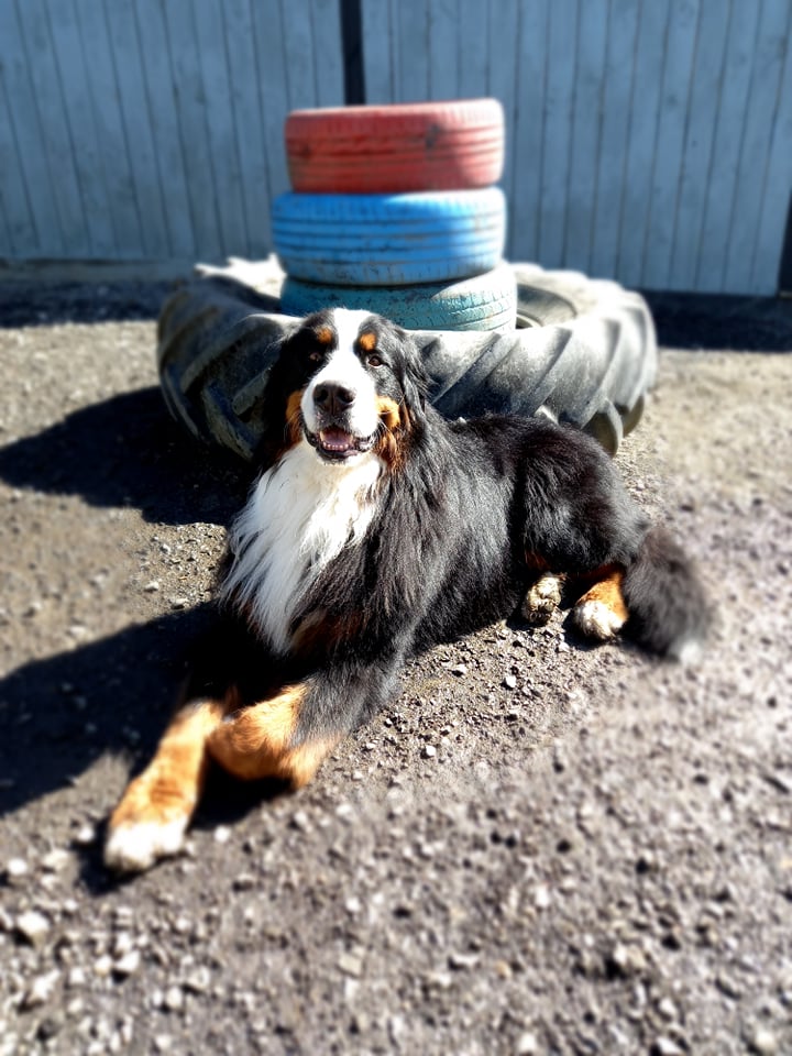 Mudpuppy — Dog Groomers in Dunedin