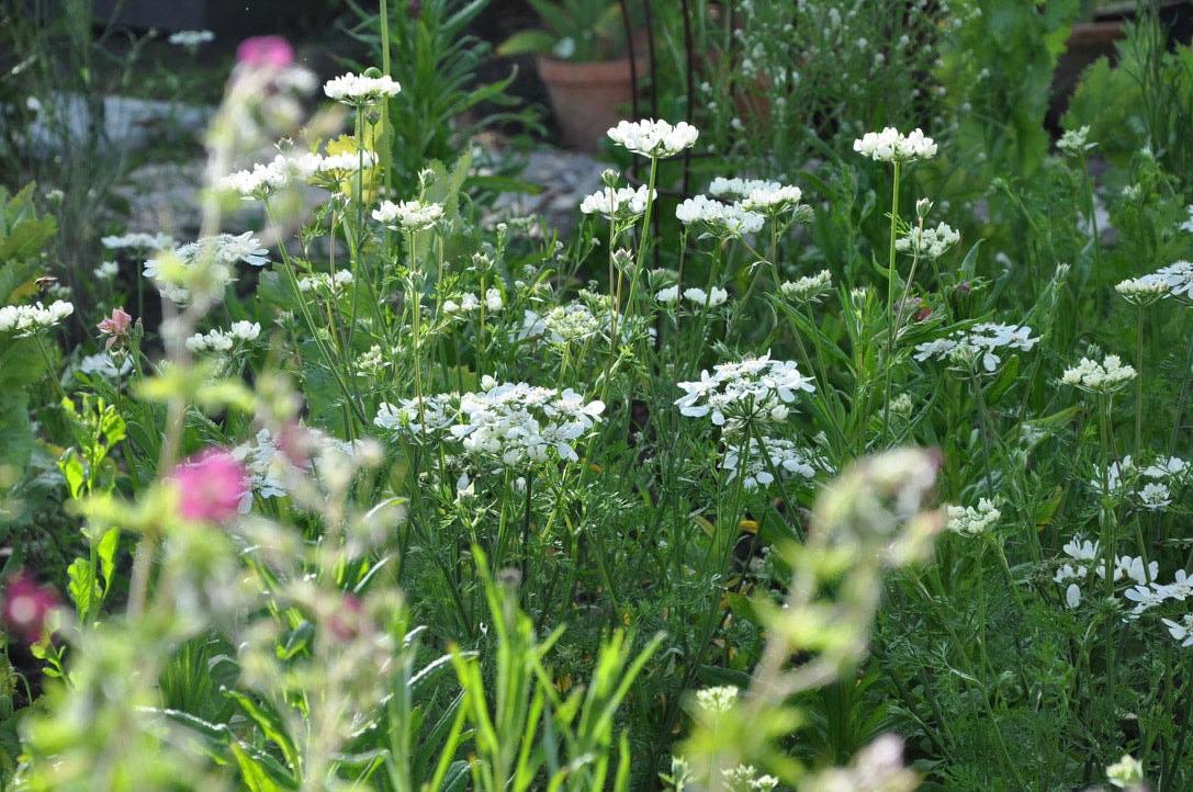 Susie Ripley Gardening — Garden Centres in Dunedin