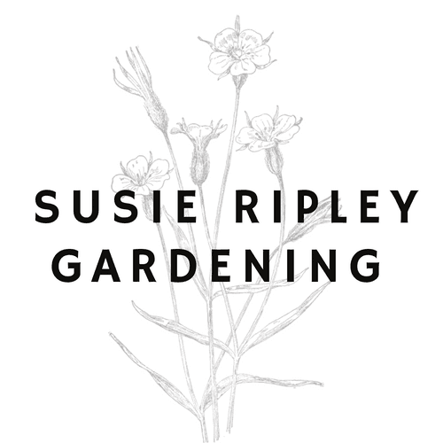 Susie Ripley Gardening