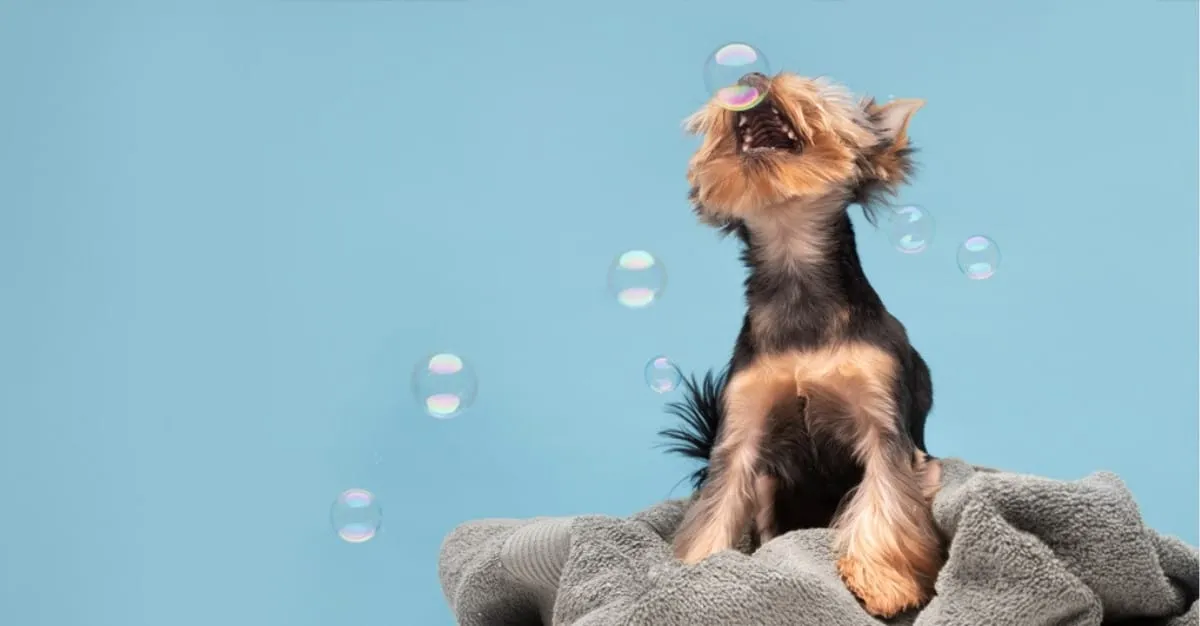 Short Bark & Sides — Dog Groomers in Invercargill