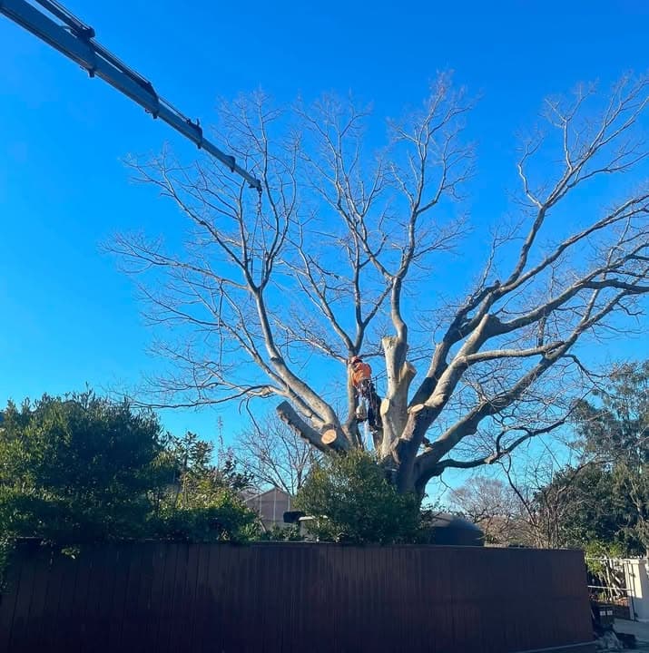 Total Trees