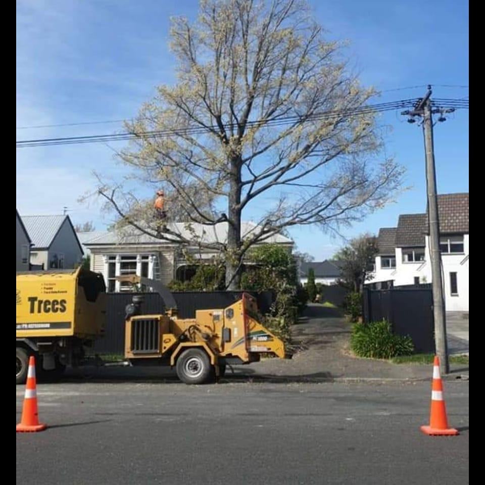 Total Trees — Arborists in Christchurch