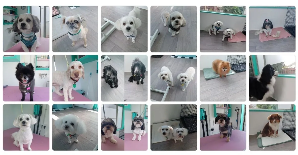 Brushing Paws Dog Grooming — Dog Groomers in Invercargill