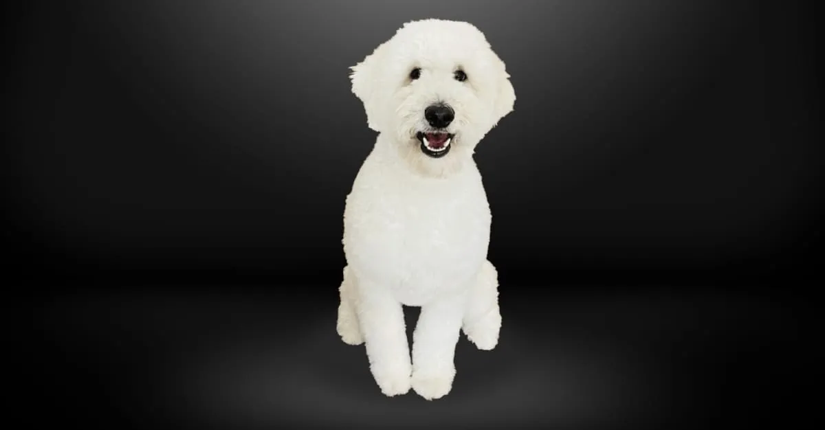 The Groom Room Gisborne — Dog Groomers in Gisborne