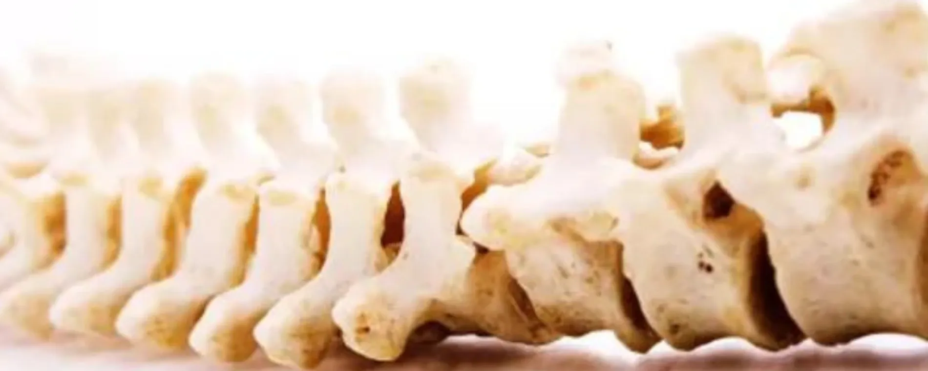 Back to Health Chiropractic Clinic — Chiropractors in Auckland