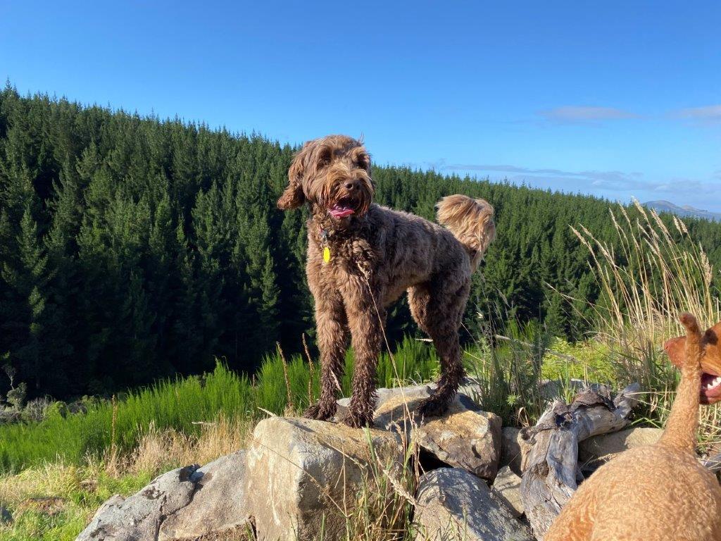 Tails on Trails Dog Adventures — Pet Stores in Dunedin