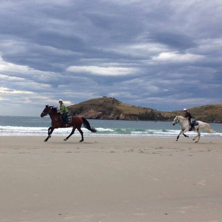 Hare Hill Horse Treks — Travel & Tourism in Aramoana