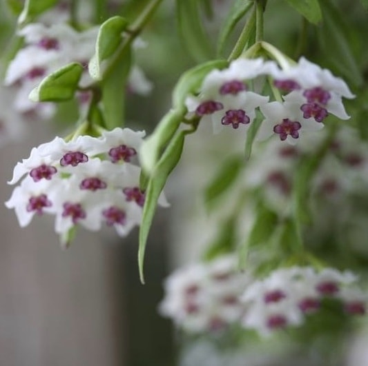 Kats Flora — Gardening Services in Otorohanga
