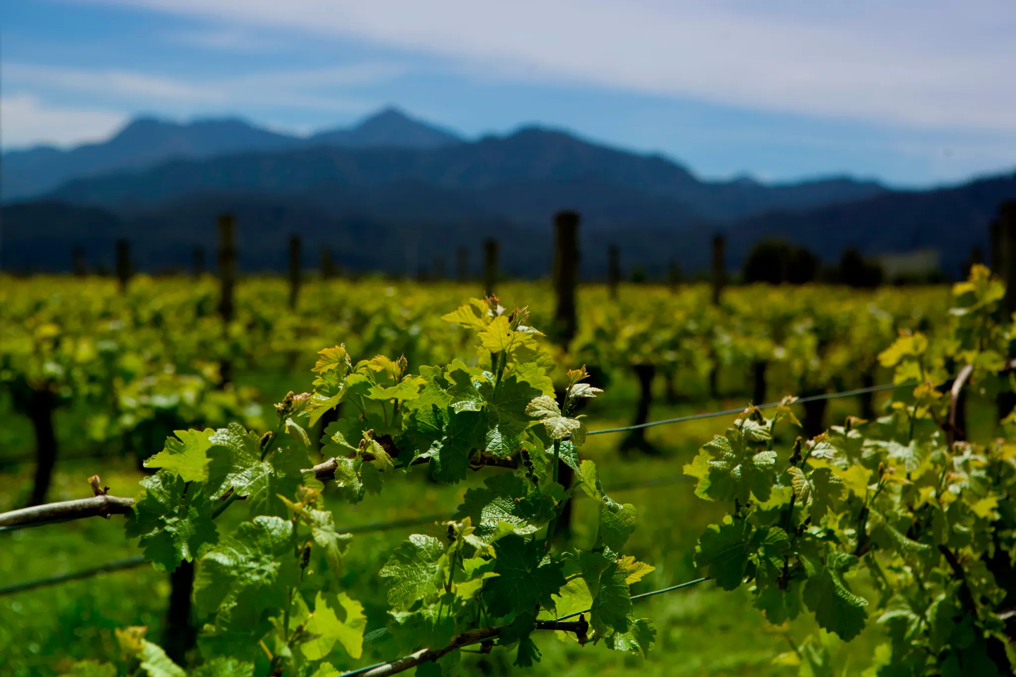 Kahurangi Estate — Food & Beverage in R D