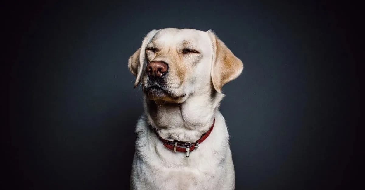The One Pet Grooming Studio — Dog Groomers in Auckland