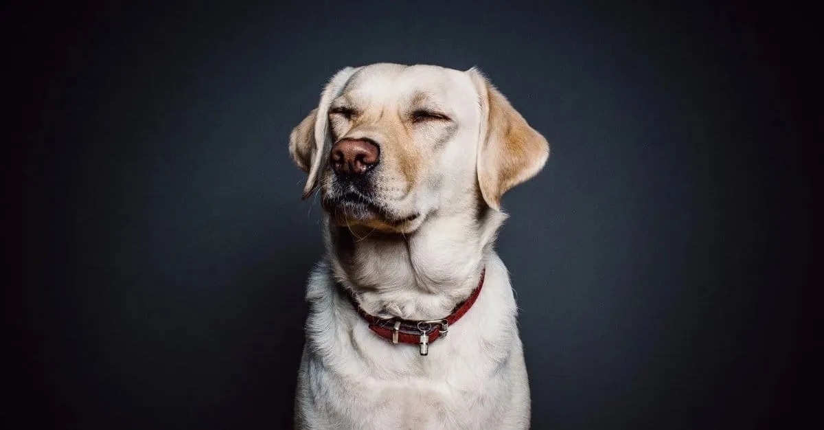 The One Pet Grooming Studio — Dog Groomers in Auckland