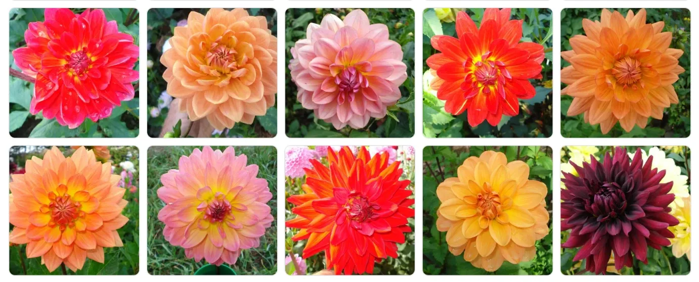 Davey Gardens — Gardening Services in Timaru